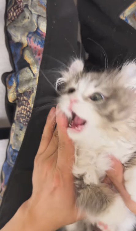 仰向けの猫