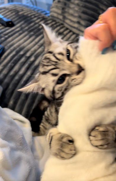 人の腕を噛んでいる猫