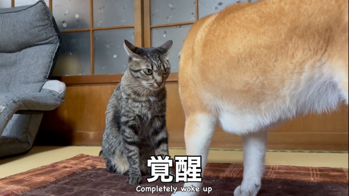 イカ耳になる猫