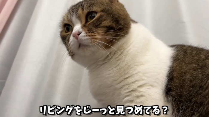 下から見た猫の顔