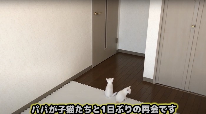 出待ちする子猫