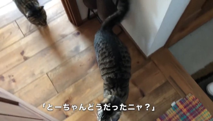 どうだったニャ？