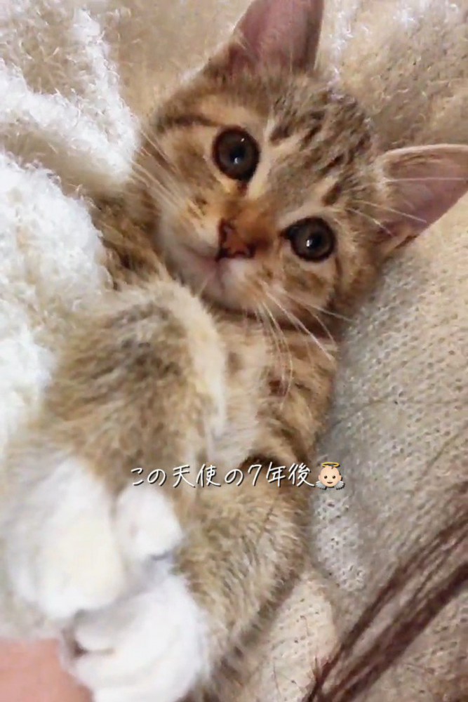 だっこされる子猫
