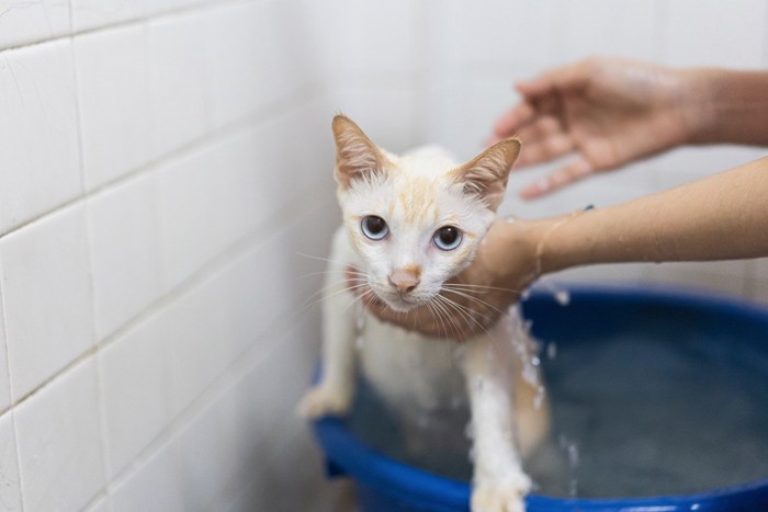 水をかけられる猫