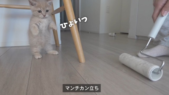 立っている子猫