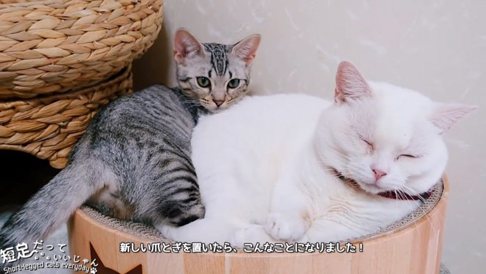 丸い爪とぎにいる子猫と目を閉じた白猫