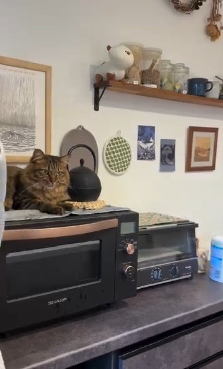 電子レンジにのった猫