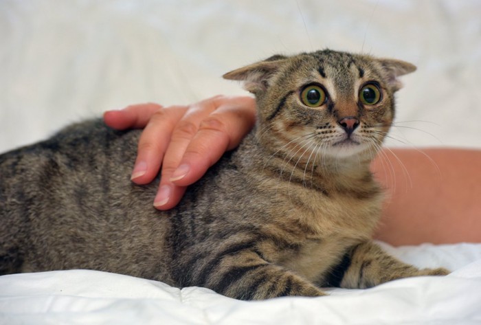 撫でられて警戒するキジトラ