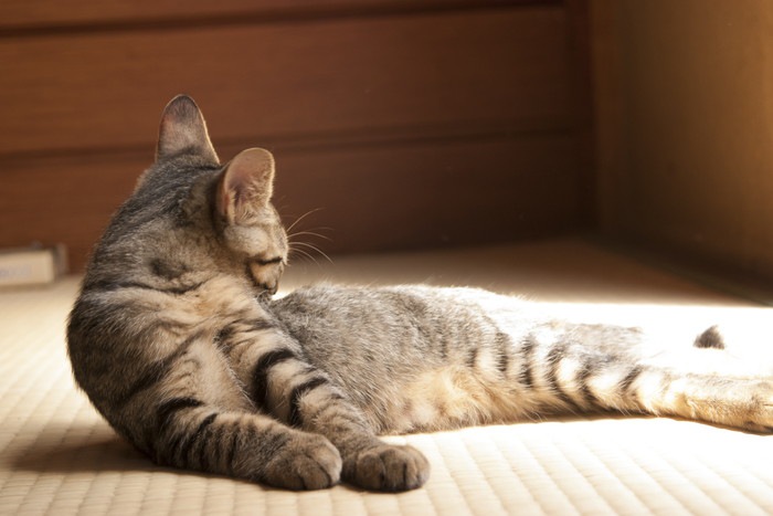 和室で寛ぐ猫の写真