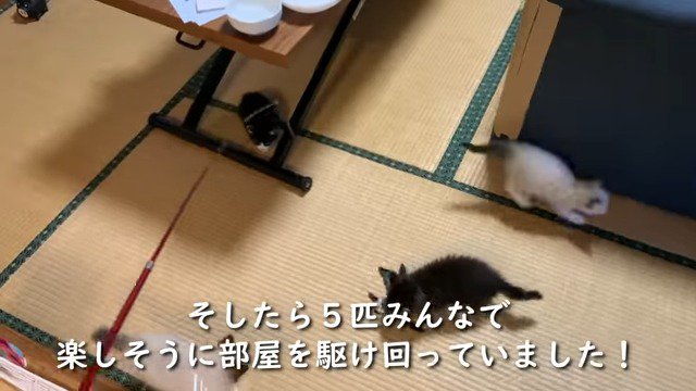 部屋中を駆け回る保護子猫