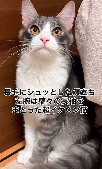 イケメン猫