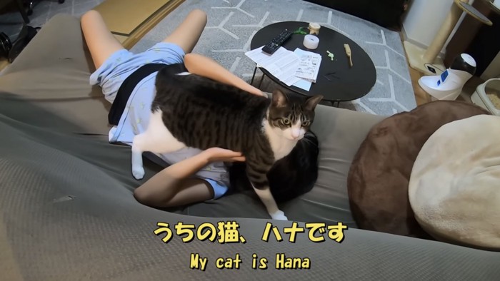 「うちの猫、ハナです」のテロップ写真