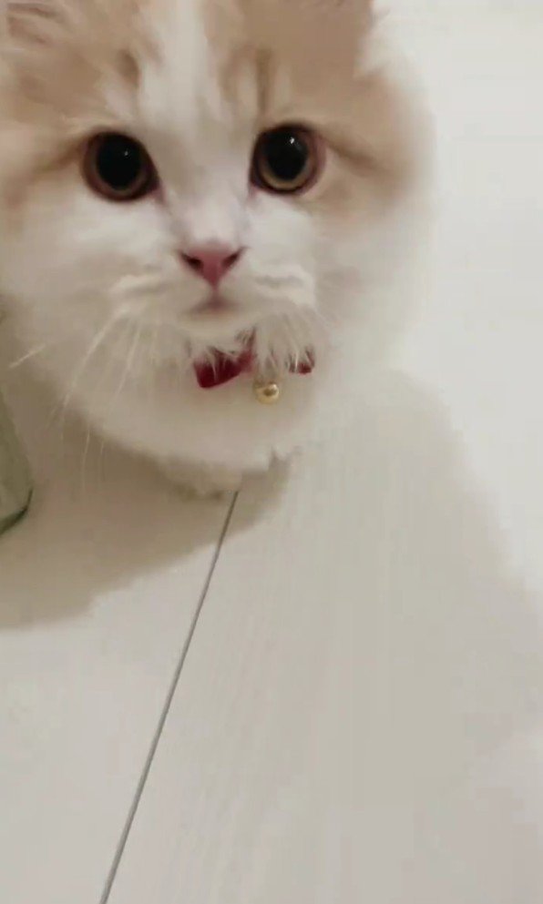 歩いてくる猫