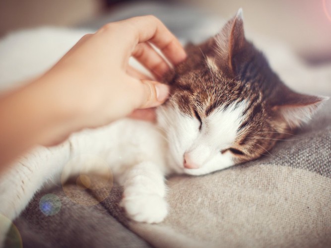 飼い主に撫でられて嬉しそうな猫