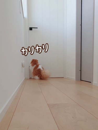 ドアの前で座る猫