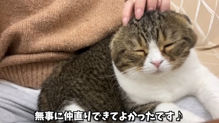 目を閉じる猫