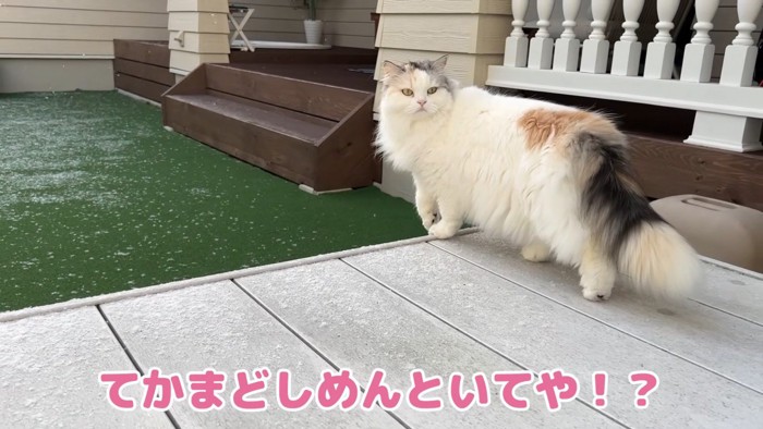 外でこちらを見る猫