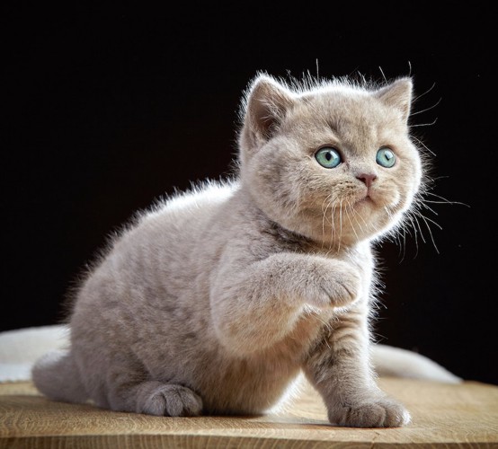 片手を上げているブリティッシュショートヘアの子猫