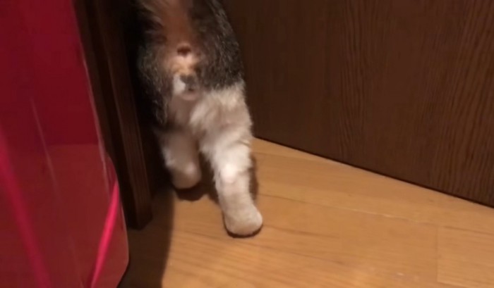 お尻を見せる猫