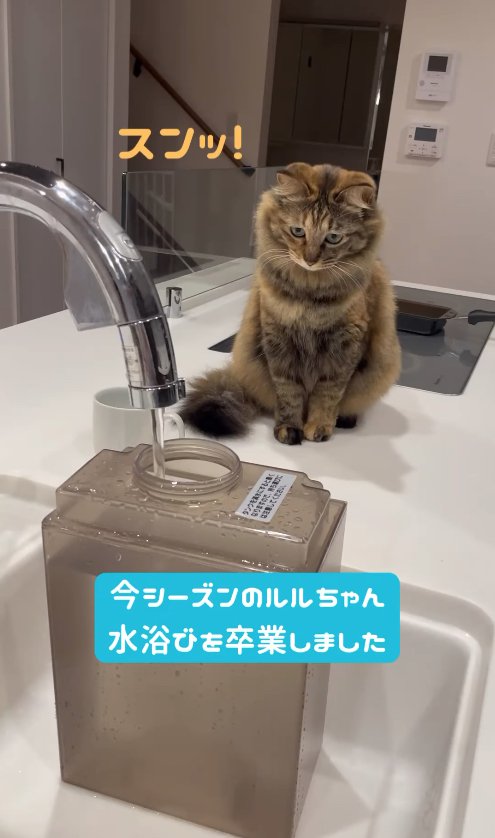 タンクに水を入れている様子を近くで眺める猫