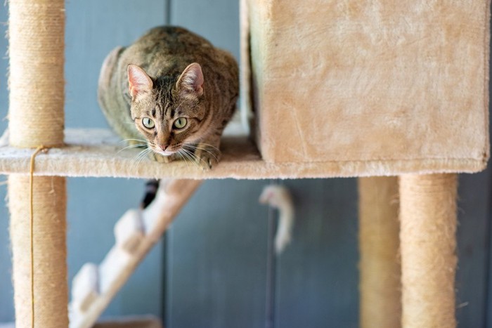 キャットタワーの上の猫