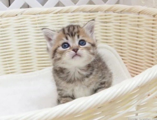 子猫時代のselly君