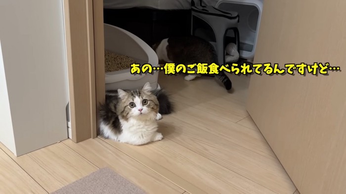 カメラを見る子猫