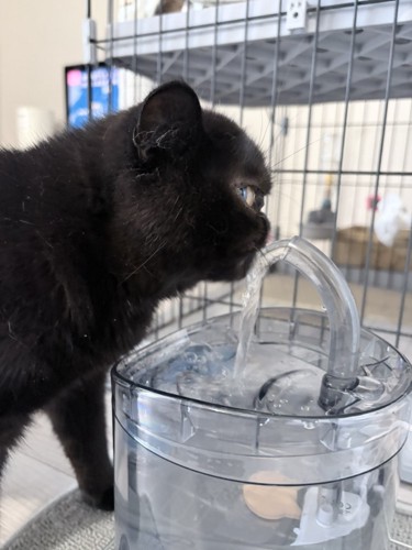 水を飲む黒猫