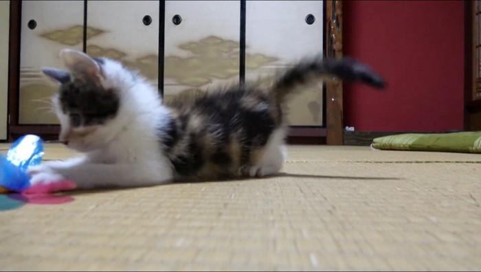 おもちゃで遊ぶ子猫
