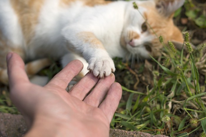 人の手にタッチする猫