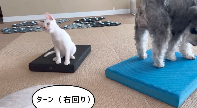 首を傾げる子猫