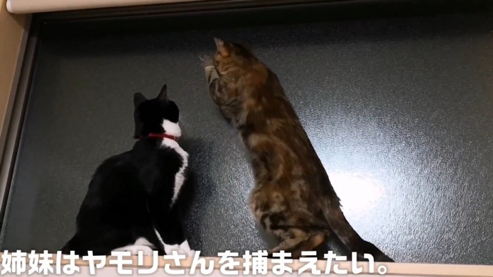 窓際にいる2匹の猫