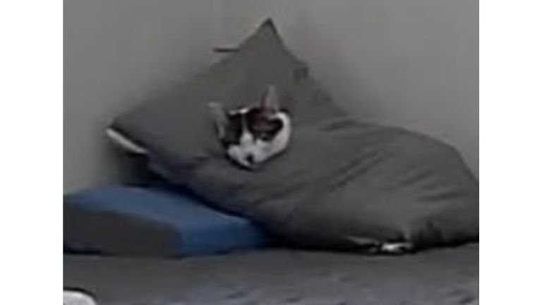 寝ている猫