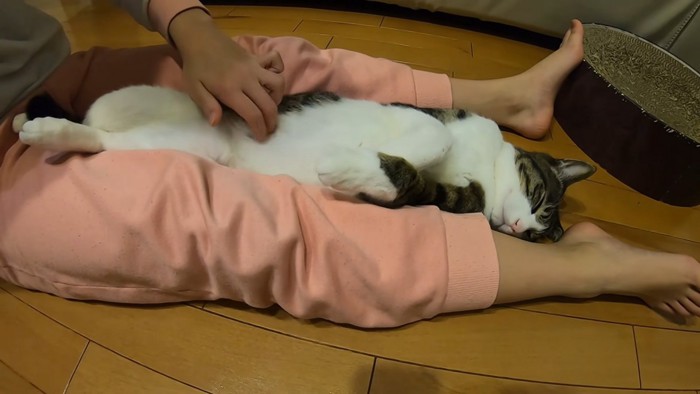仰向けでお腹を触られてる猫