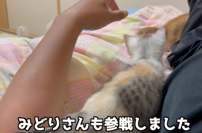 人の二の腕に乗る子猫(みどりさんも参戦しました)