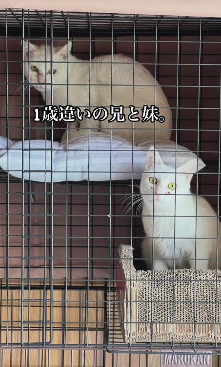 りんちゃんとらんくん