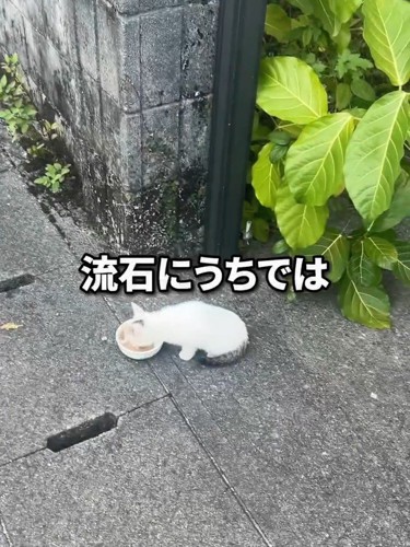 外でごはんを食べる子猫