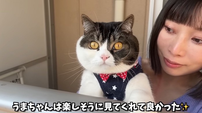 抱っこされる立ち耳の猫