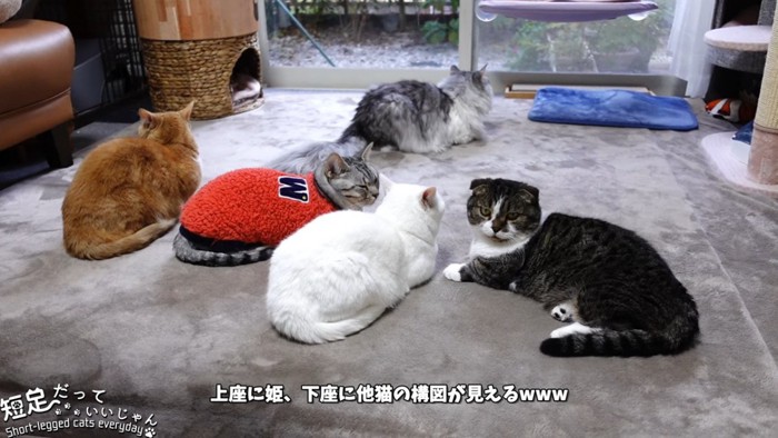 5匹の猫