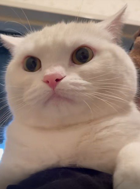 抱っこされている猫