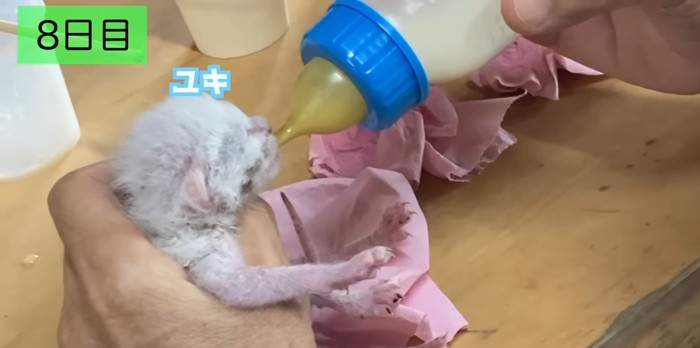 哺乳瓶でミルクを飲む子猫