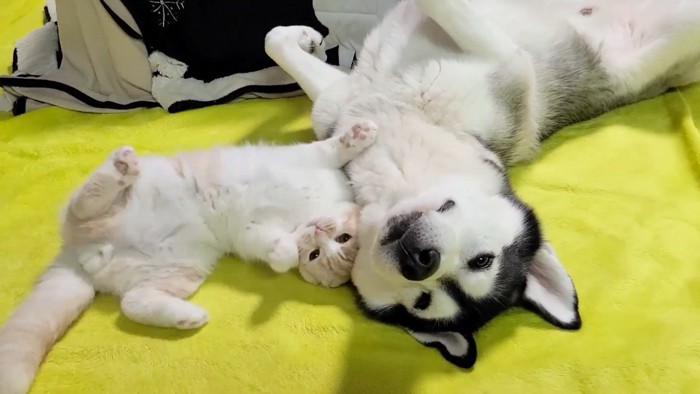お腹を見せて