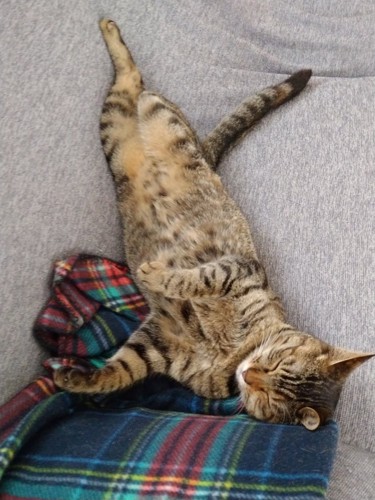 セクシーポーズで眠るたまちゃん