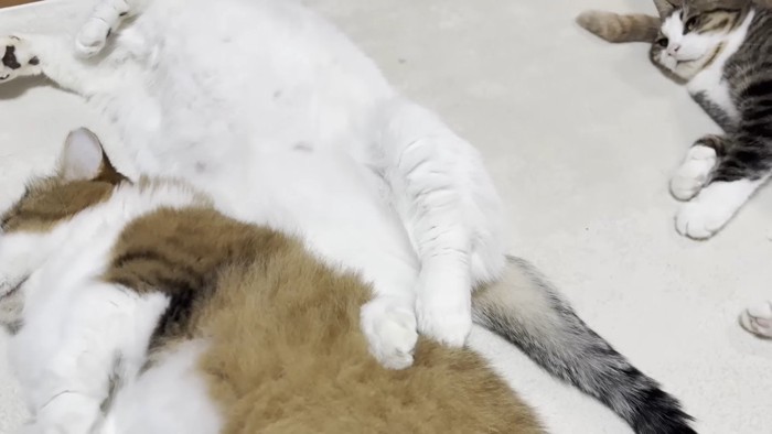 後ろ足のアップ