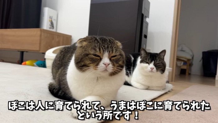 目を閉じる2匹の猫