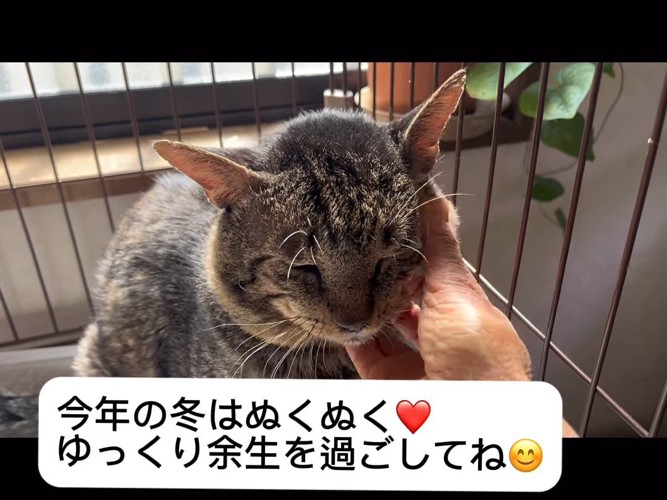 顔をなでられる猫