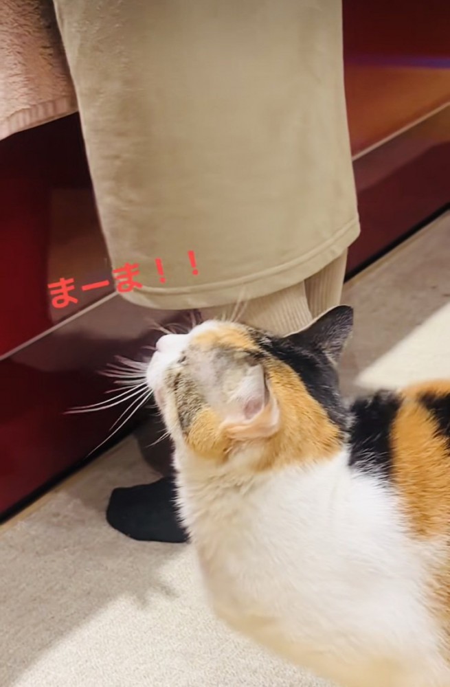 キッチンで片付けをするママを見上げて鳴く三毛猫