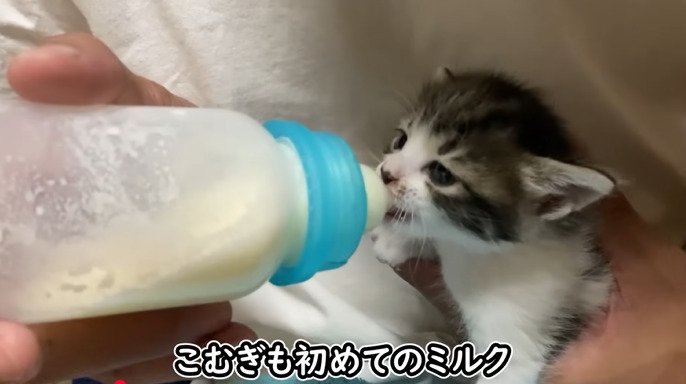 ミルクを飲む子猫2