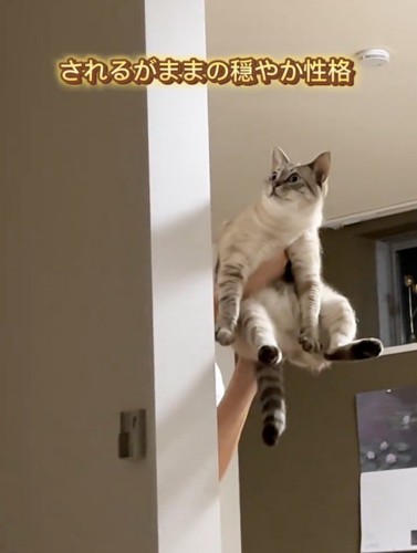 抱っこされる猫