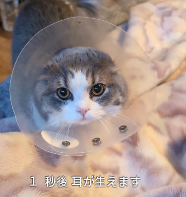 エリカラを着けた猫(1秒後耳が生えます)